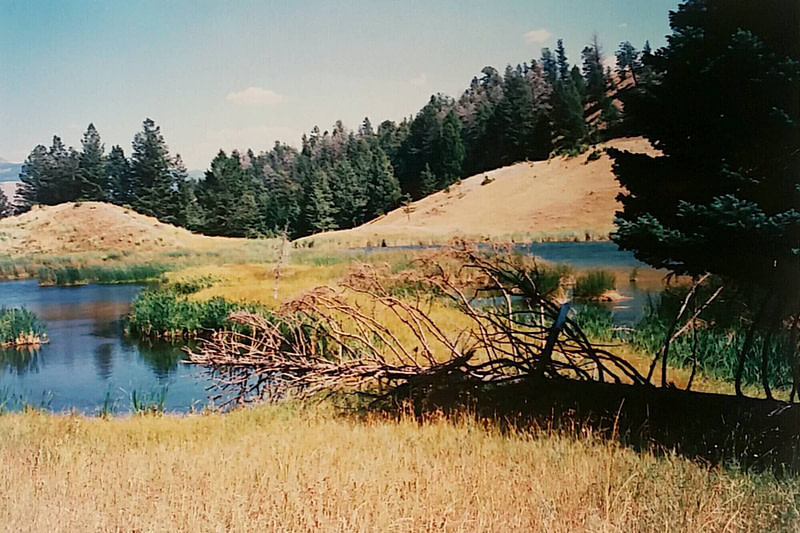 Yellowstone-Nationalpark: Beaver Ponds in der Nähe von Mammoth Hot Springs