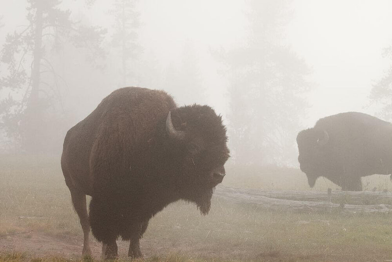 Bisons im Yellowstone-Nationalpark
