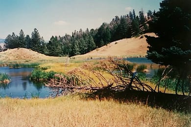 Yellowstone-Nationalpark: Beaver Ponds in der Nähe von Mammoth Hot Springs