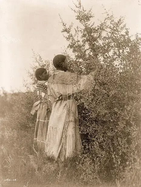 Mandan-Mädchen sammeln Beeren. Foto von Edwin Curtis